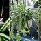 Image result for Do Spider Plants Flower