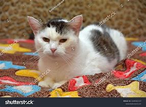 Image result for Grey Body White Oreng Spots Cat