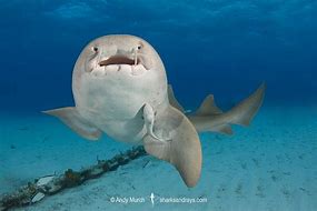 Image result for Nurse Shark Pet