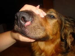 Image result for Discoid Lupus Dog Nose