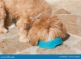 Image result for Dog Eat Bowl