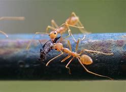 Image result for Beown Ants