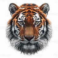 Image result for Tiger Head Front View