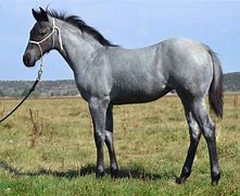 Image result for Blue Roan Paint