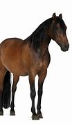 Image result for Horse Mane Front View