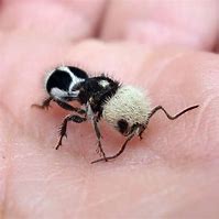 Image result for Deadly Panda Ant