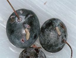 Image result for Blueberry Pests