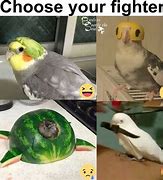 Image result for Bird Watch Meme