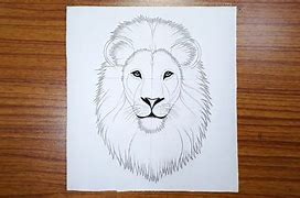 Image result for lion kitten drawing