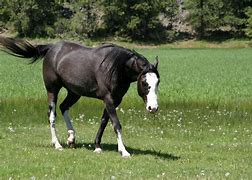 Image result for Black Roan Horse