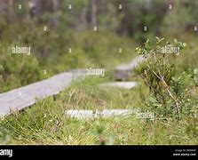 Image result for Tussock Moth Larvae