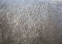 Image result for Hippo Skin Print