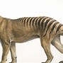 Image result for Thylacine Tiger