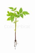 Image result for Tomato Roots Where It Attaches