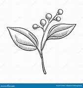 Image result for Camphor Tree Leaves Vector