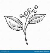 Image result for Camphor Tree Top View Drawing