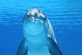 Image result for Free Dolphin