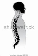 Image result for Human Spine Black and White