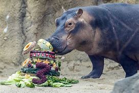 Image result for Hippo Stuffies