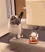 Image result for A Cute Cat GIF