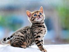 Image result for Male Bengal Cat