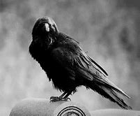 Image result for Crow Smile.gif