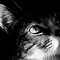 Image result for Plano De Fundo Computador Gato HD