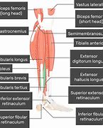 Image result for Peroneus Brevis Attachment