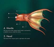 Image result for Vampire Squid Classification Chart