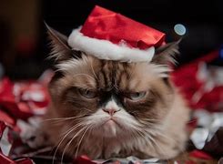 Image result for Grumpy Cat Santa Hat