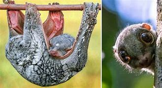 Image result for Colugo Glider