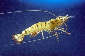 Image result for Krill Shrimp