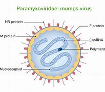 Image result for Mumps Drawing