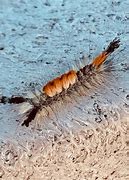 Image result for Fir Tussock Caterpillar