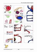 Image result for Circulatory System Diagram KS4