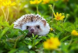 Image result for Baby Hedgehog