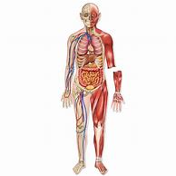 Image result for Body CAD Diagram