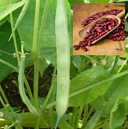 Image result for Kidney Bean Pod