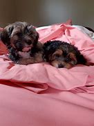 Image result for Yochon Puppies