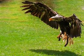 Image result for Golden Eagle Landing