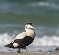 Image result for Ducks and Divers of Alaska