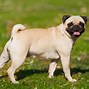 Image result for Tipos De Pug