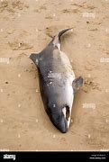 Image result for Dead Harbour Porpoise