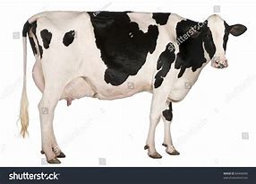 Image result for Cow JPEG