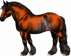 Image result for Rabicano Horse