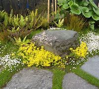 Image result for NZ Alpine Ground Cover