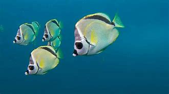 Image result for Galapagos Fish Chart