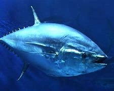 Image result for Bluefin Tuna Fin