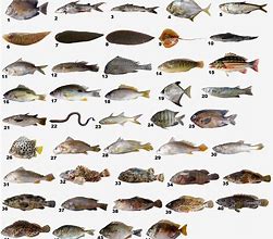 Image result for Macam Ikan