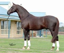 Image result for Liver Chestnut Horse